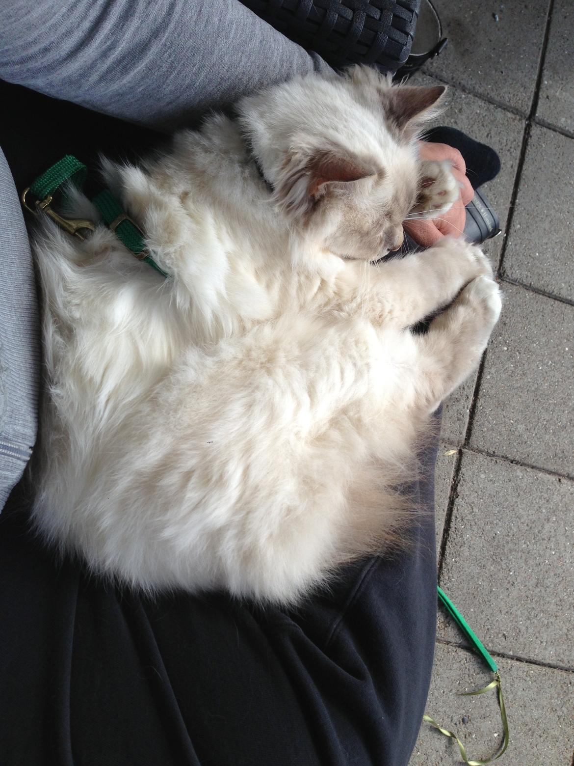 Hellig Birma Strix billede 7