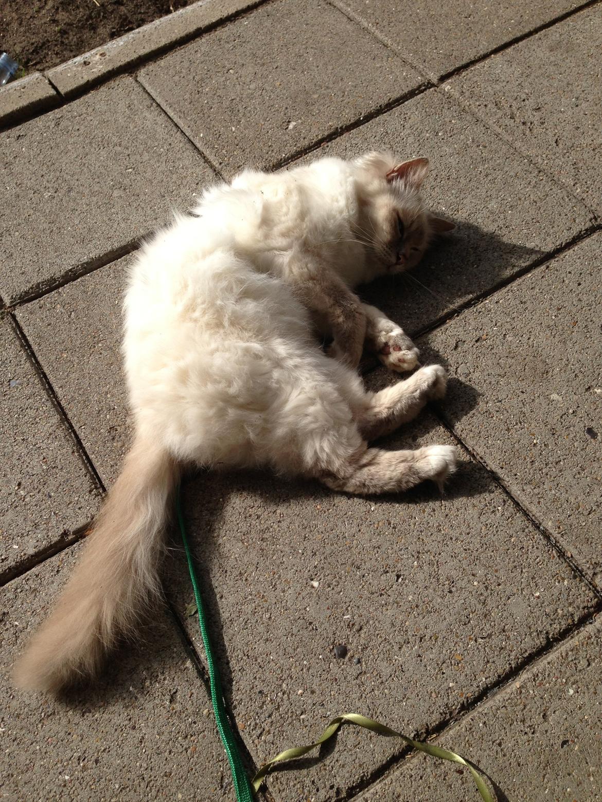 Hellig Birma Strix billede 8