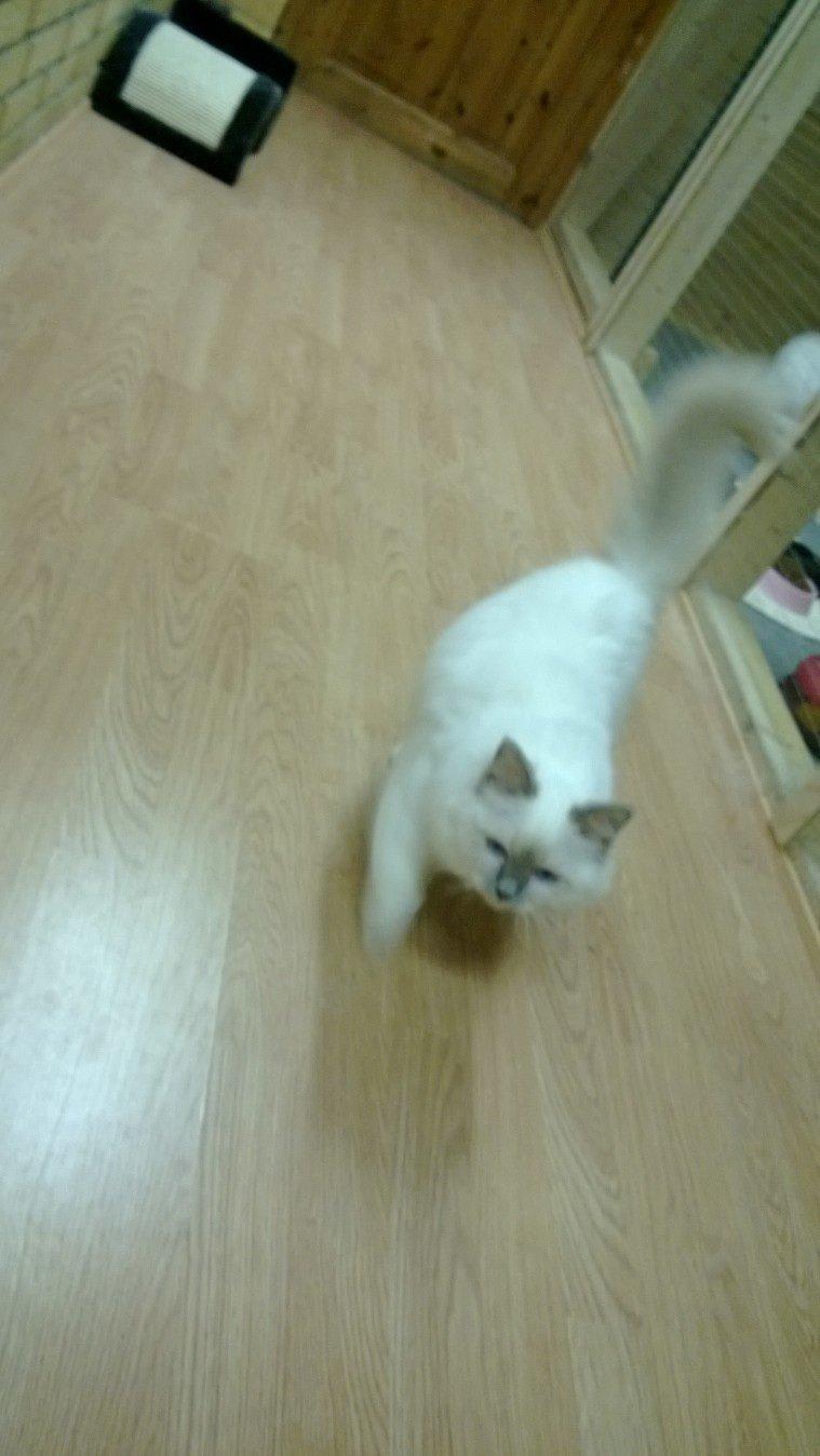 Hellig Birma Fie billede 1