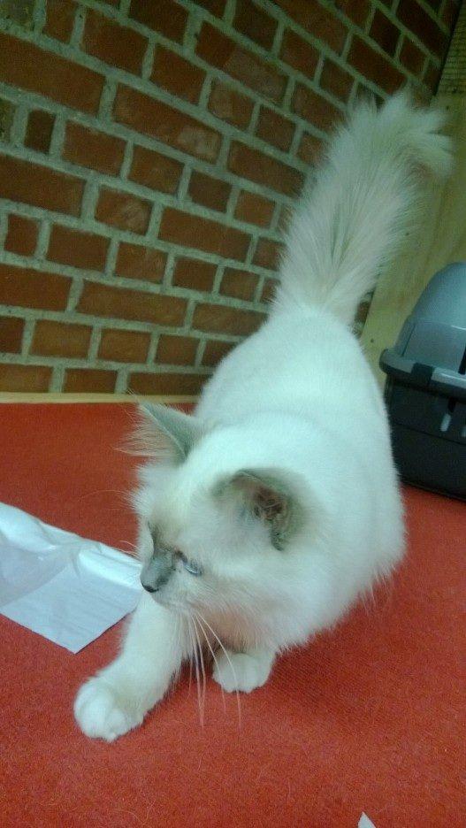 Hellig Birma Fie billede 2