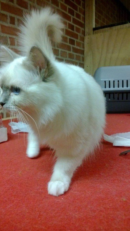 Hellig Birma Fie billede 4