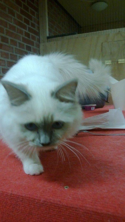 Hellig Birma Fie billede 5