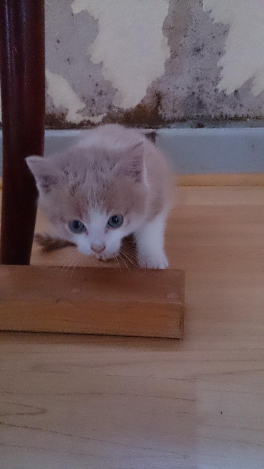 Blanding af racer Grisling (Blegfis) billede 1