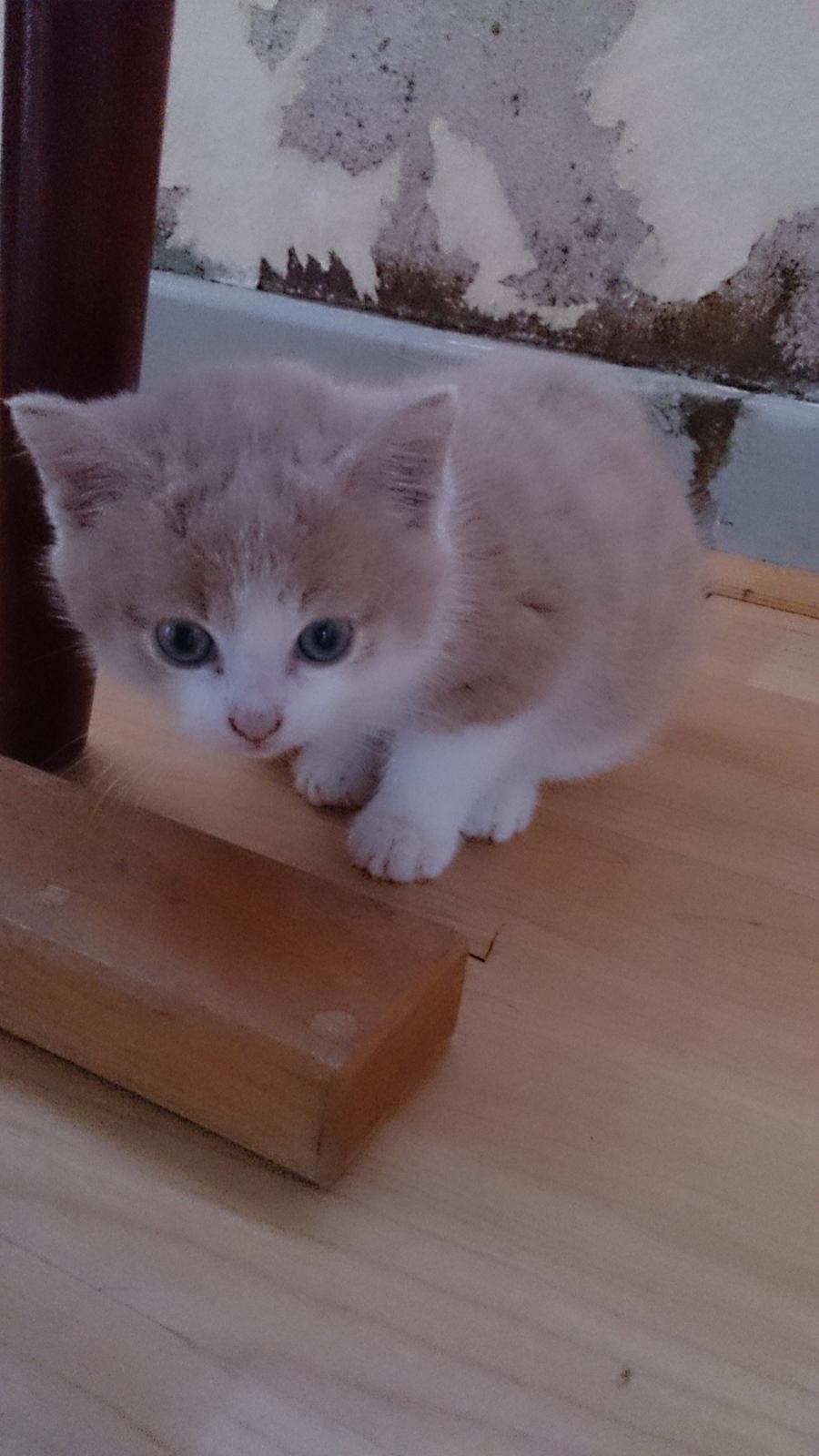 Blanding af racer Grisling (Blegfis) billede 2