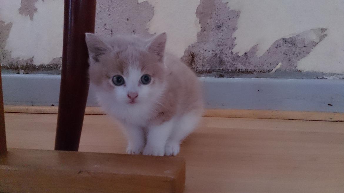 Blanding af racer Grisling (Blegfis) billede 3