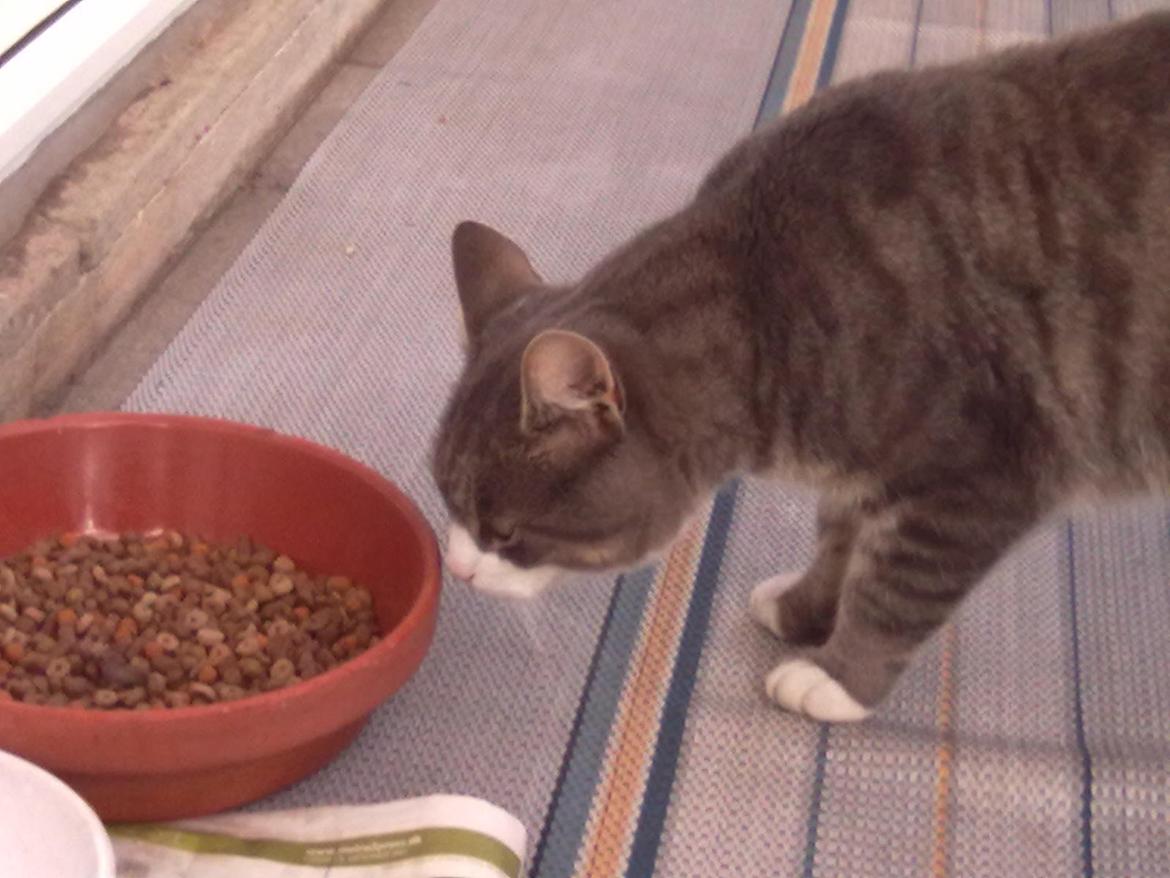 Huskat Frede billede 1