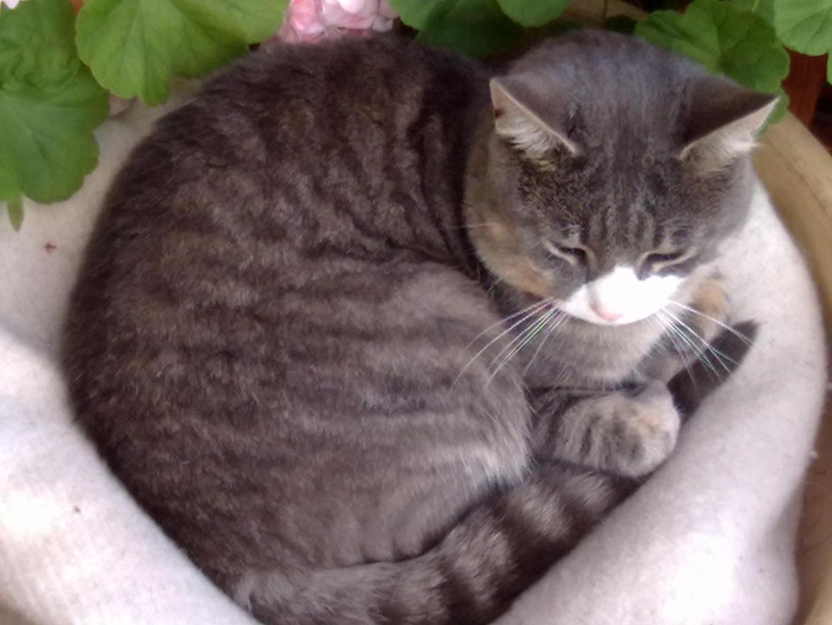 Huskat Frede billede 2