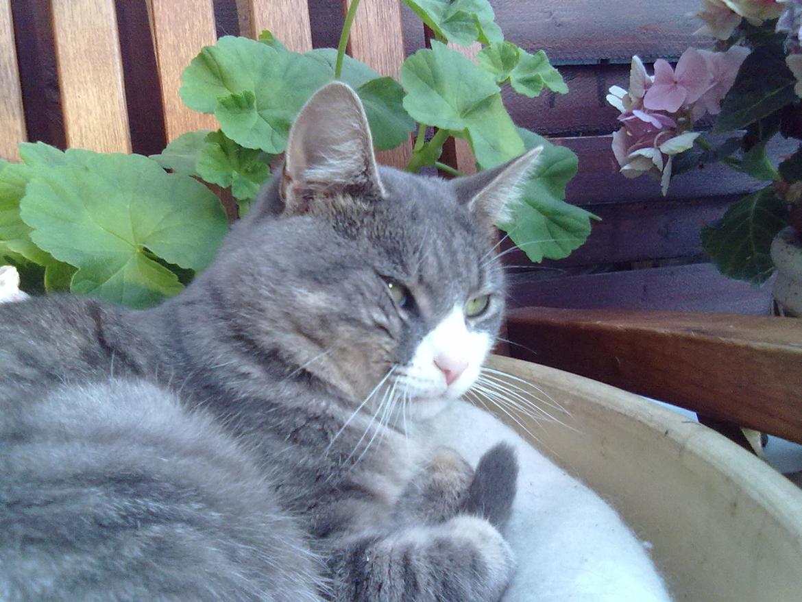 Huskat Frede billede 3