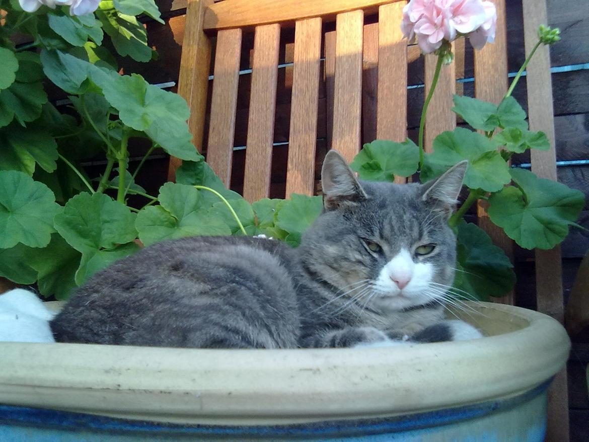 Huskat Frede billede 4