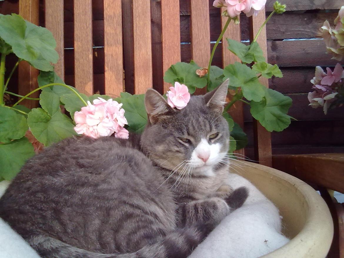 Huskat Frede billede 5