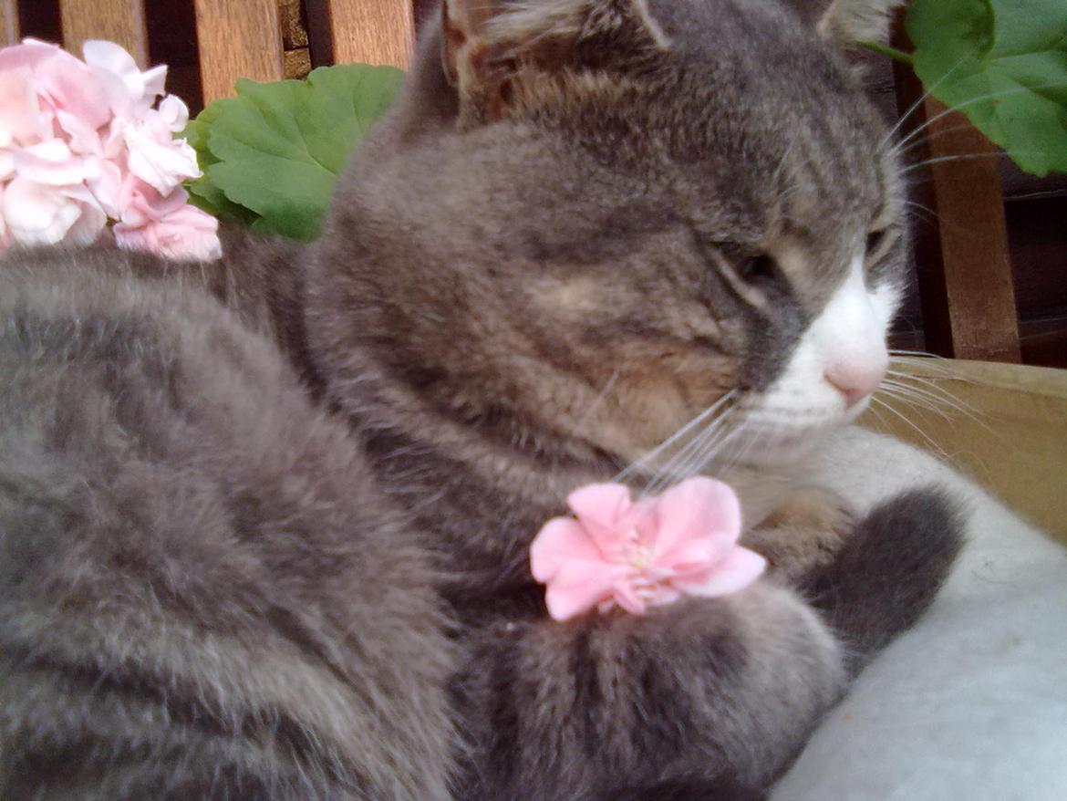 Huskat Frede billede 7