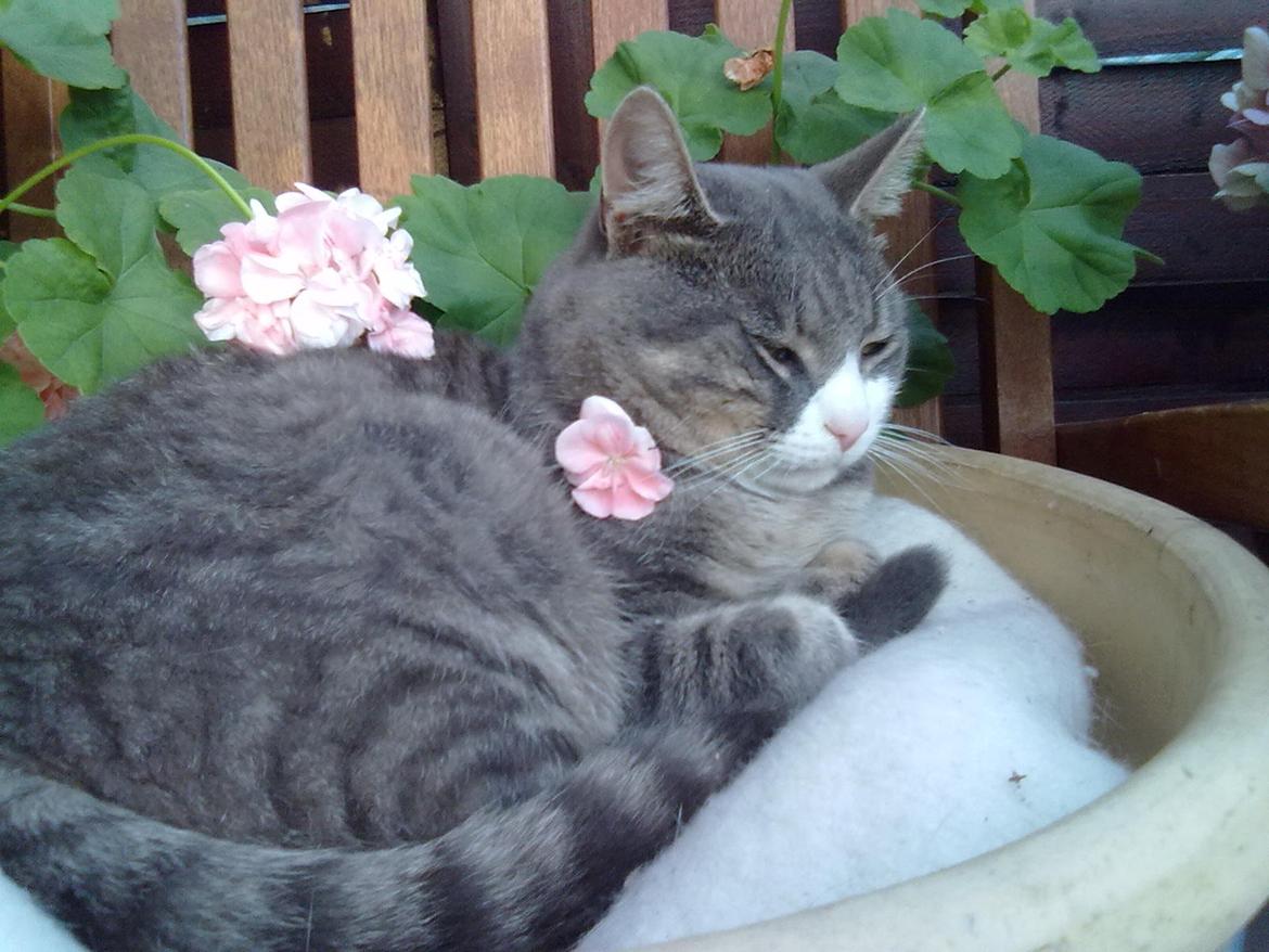 Huskat Frede billede 8