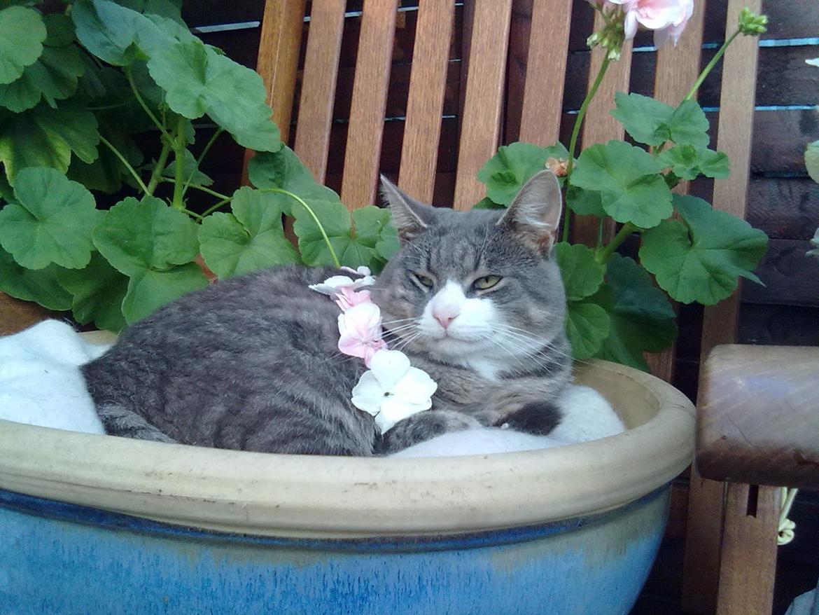 Huskat Frede billede 10