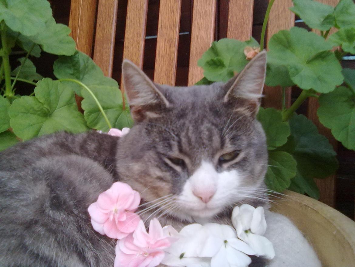 Huskat Frede billede 11