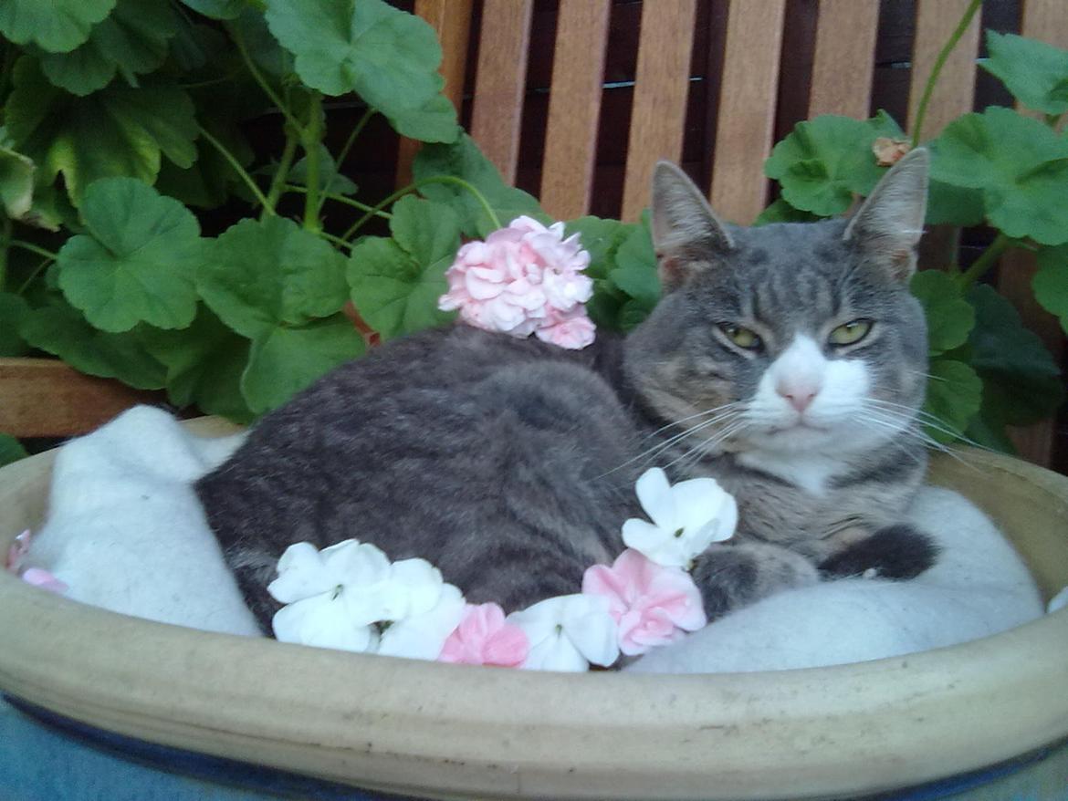 Huskat Frede - Min lille fotomodel billede 12