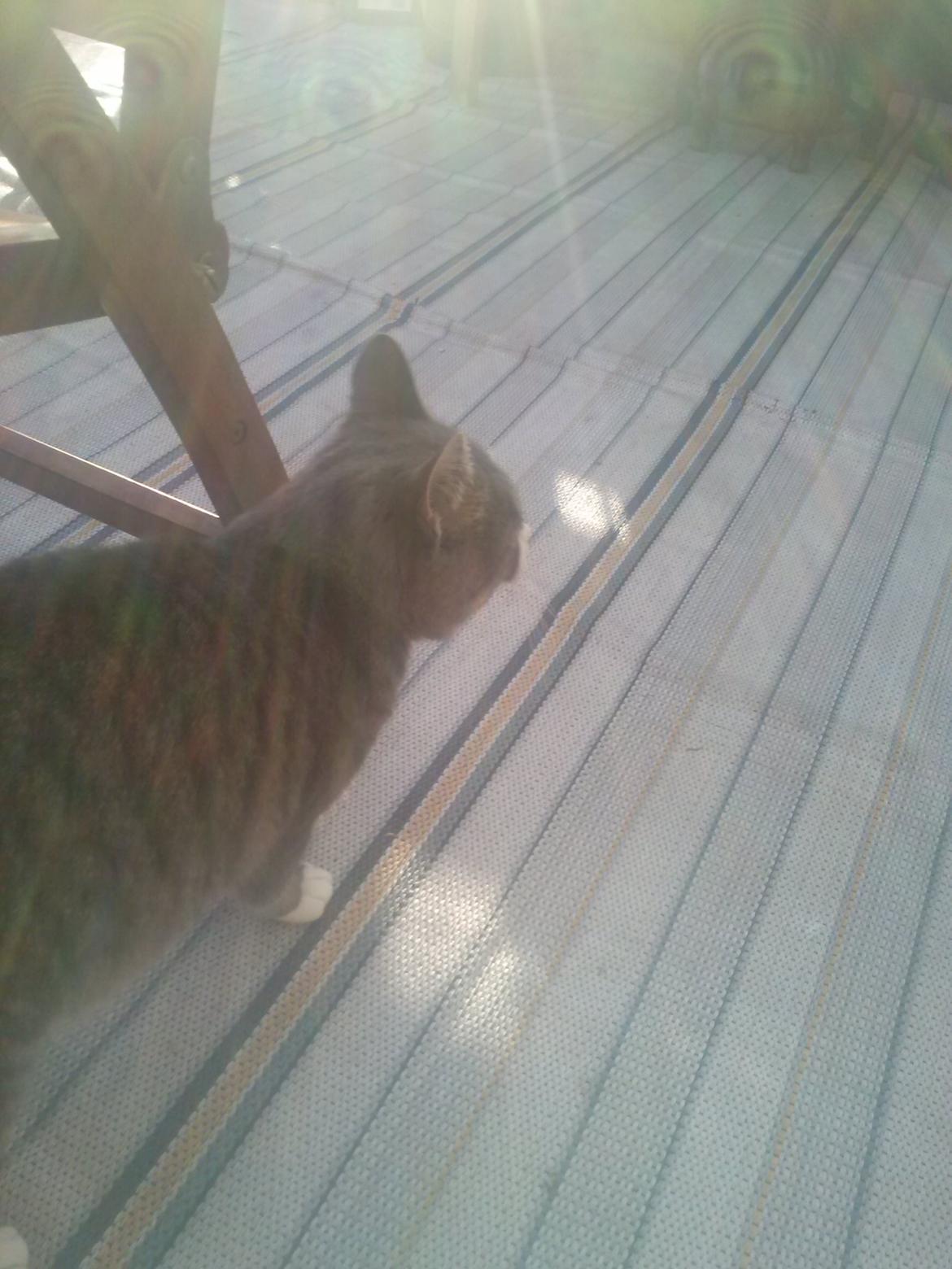 Huskat Frede billede 13