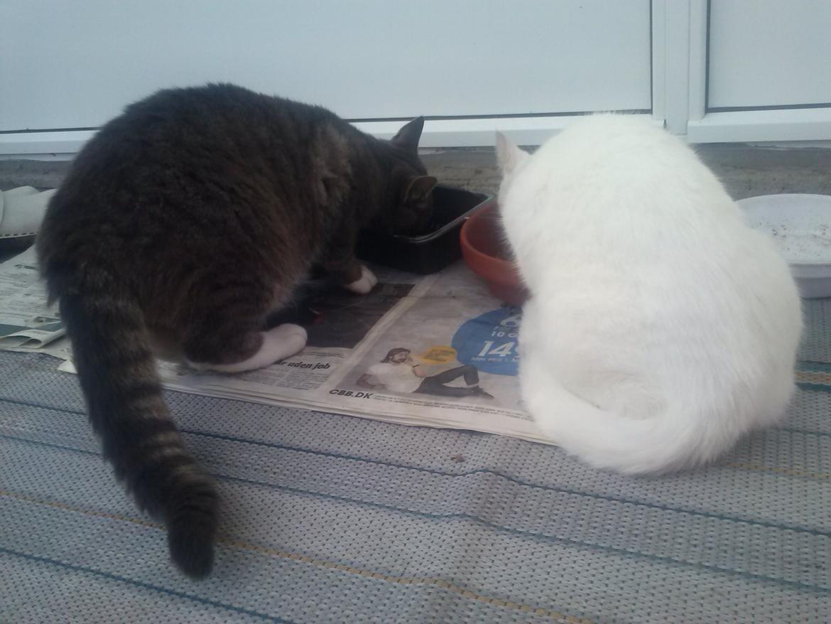 Huskat Frede billede 15