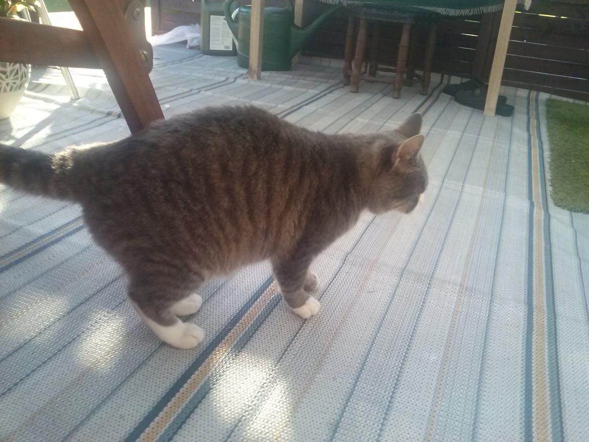 Huskat Frede billede 14