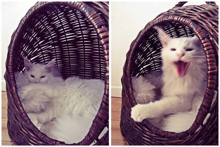 Maine Coon Charles billede 5