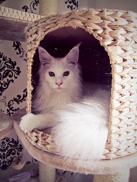 Maine Coon Charles - August 2013. billede 4