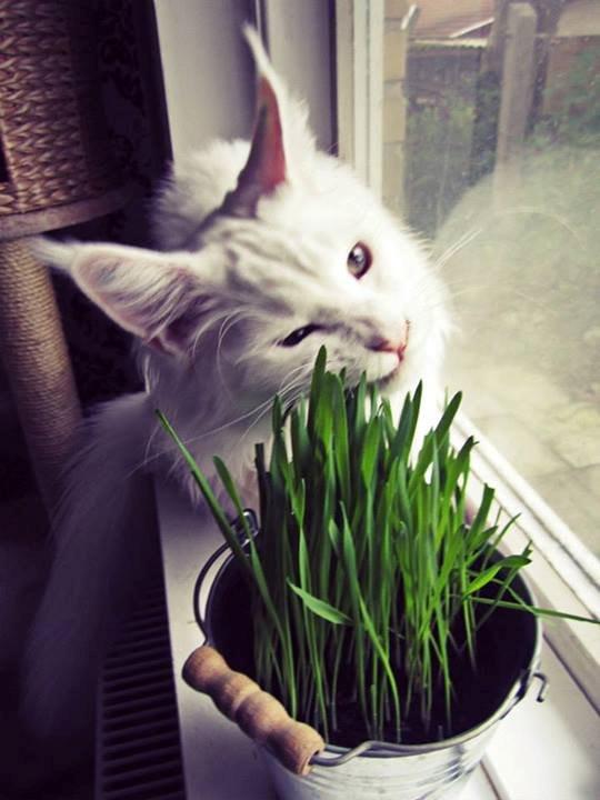 Maine Coon Charles - Charles ELSKER kattegræs! (og katteurt, baldrian, you name it) billede 6