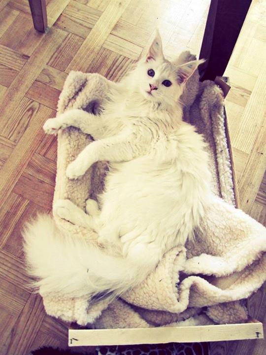 Maine Coon Charles billede 7