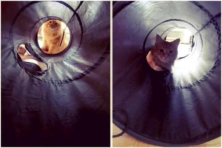 Blanding af racer Jean Pierre billede 12