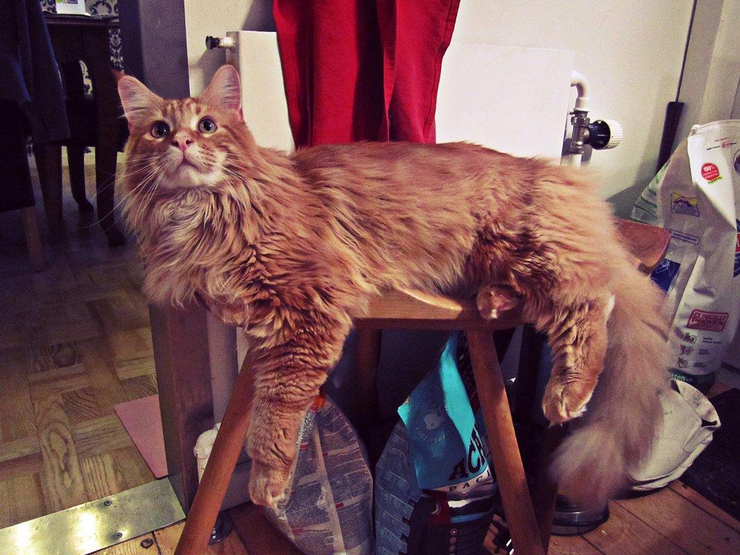 Blanding af racer Jean Pierre - Den lille prut <3 september 2013. billede 8