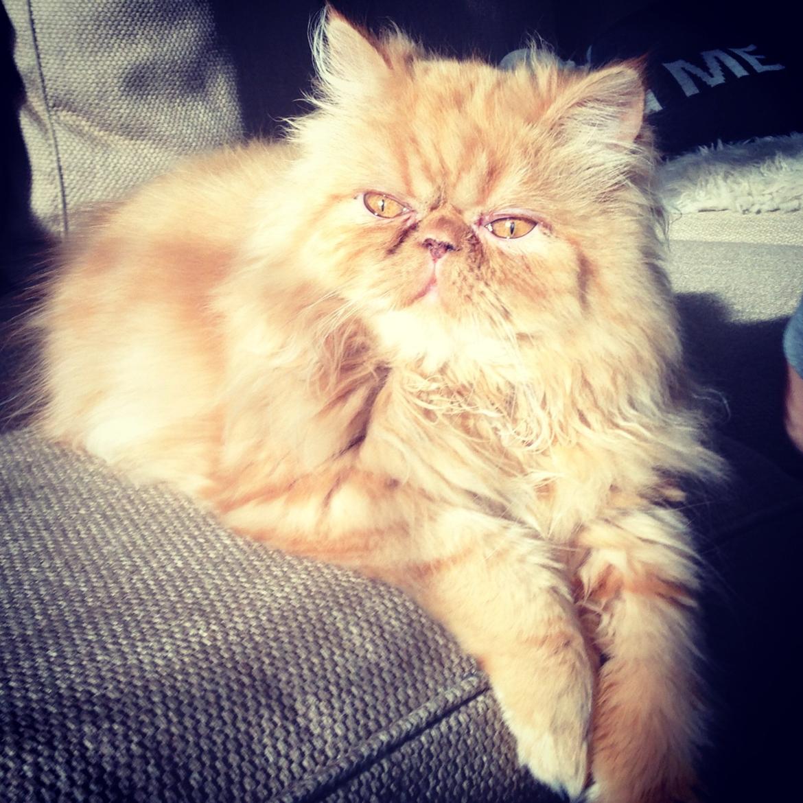 Perser Misty Brown's Lucky Luke aka' Garfield billede 12