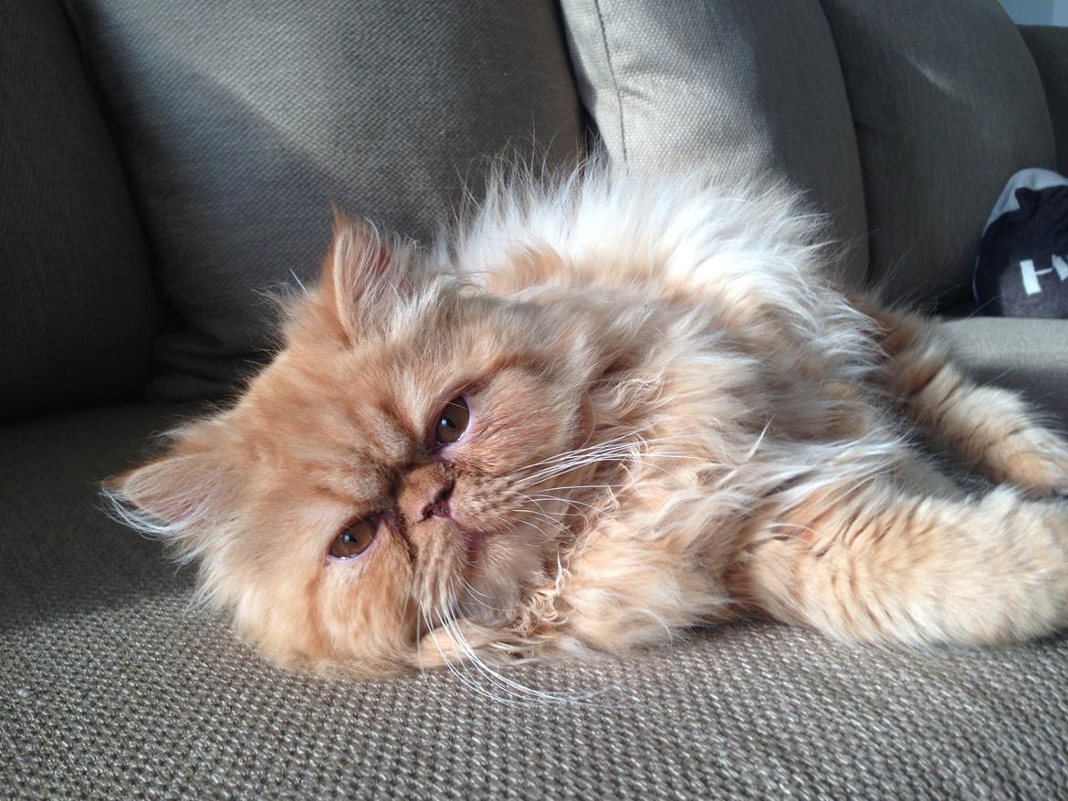 Perser Misty Brown's Lucky Luke aka' Garfield billede 13