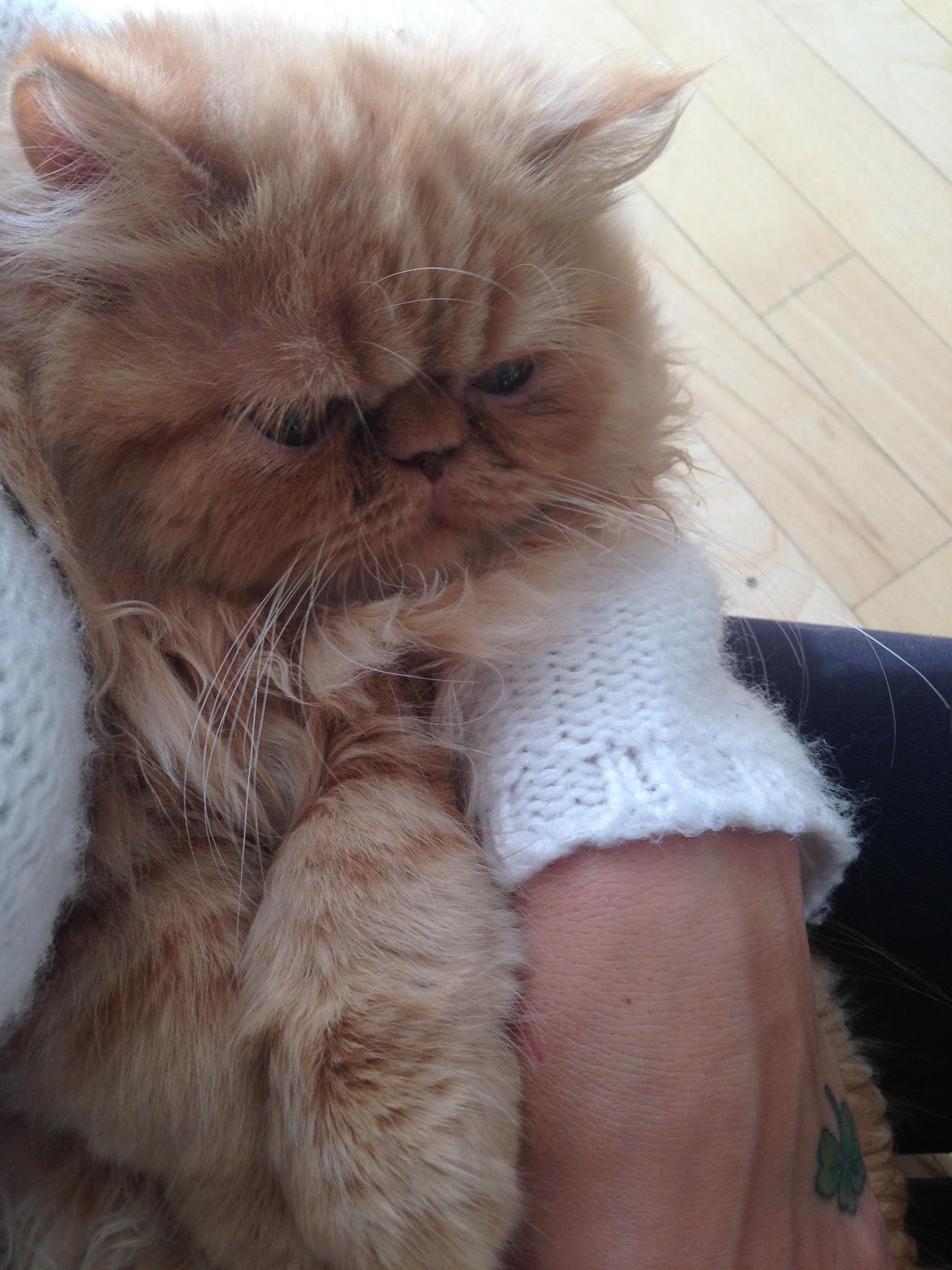 Perser Misty Brown's Lucky Luke aka' Garfield billede 14