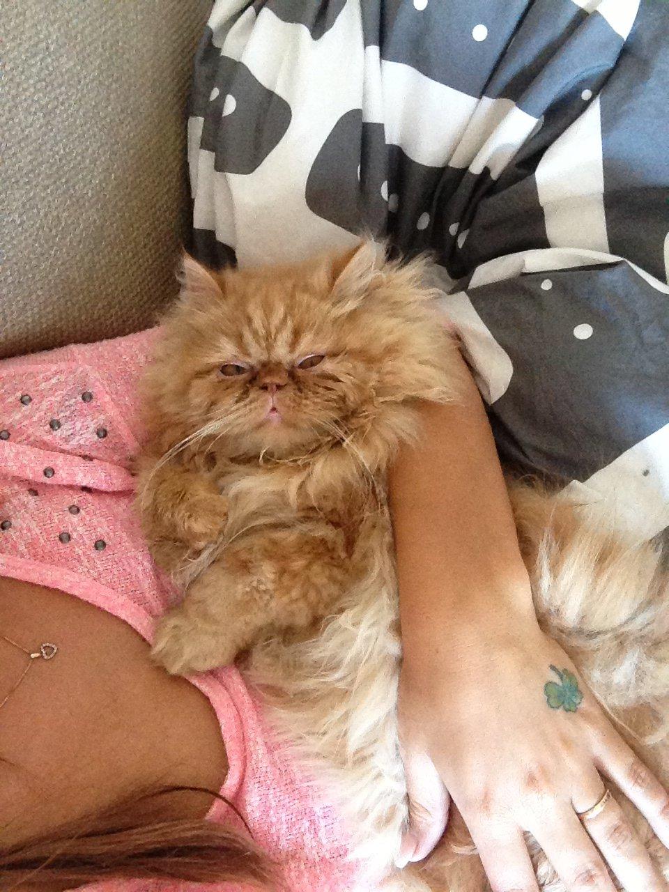 Perser Misty Brown's Lucky Luke aka' Garfield billede 15