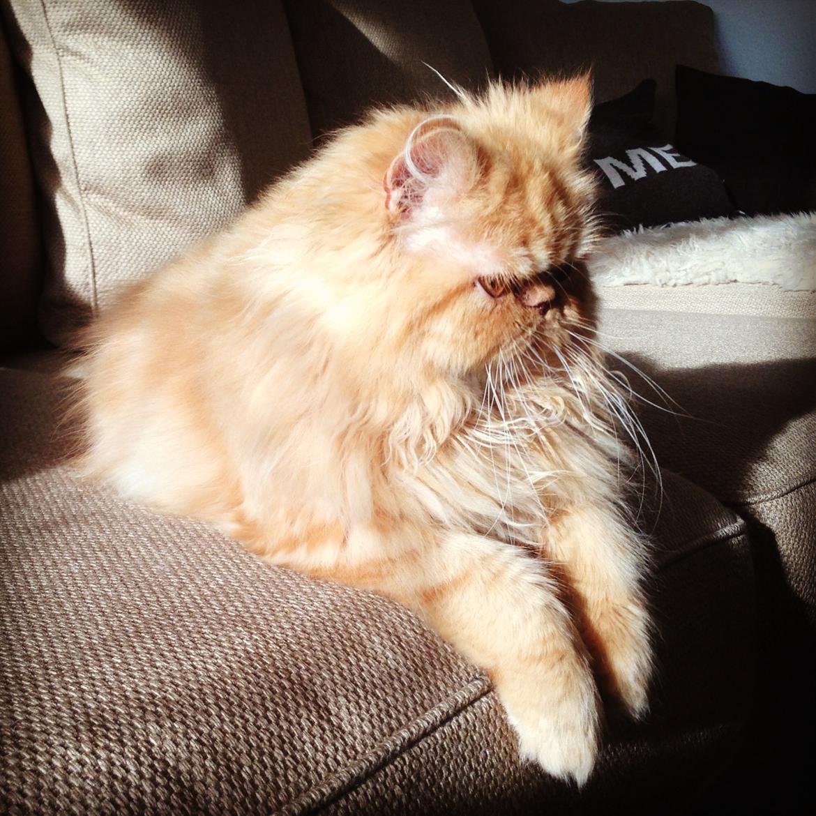 Perser Misty Brown's Lucky Luke aka' Garfield billede 16