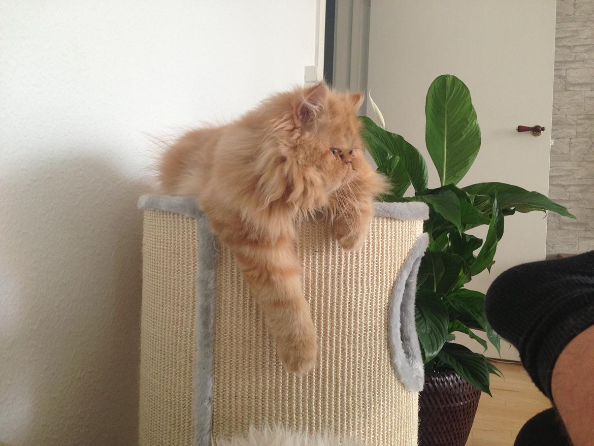 Perser Misty Brown's Lucky Luke aka' Garfield billede 17