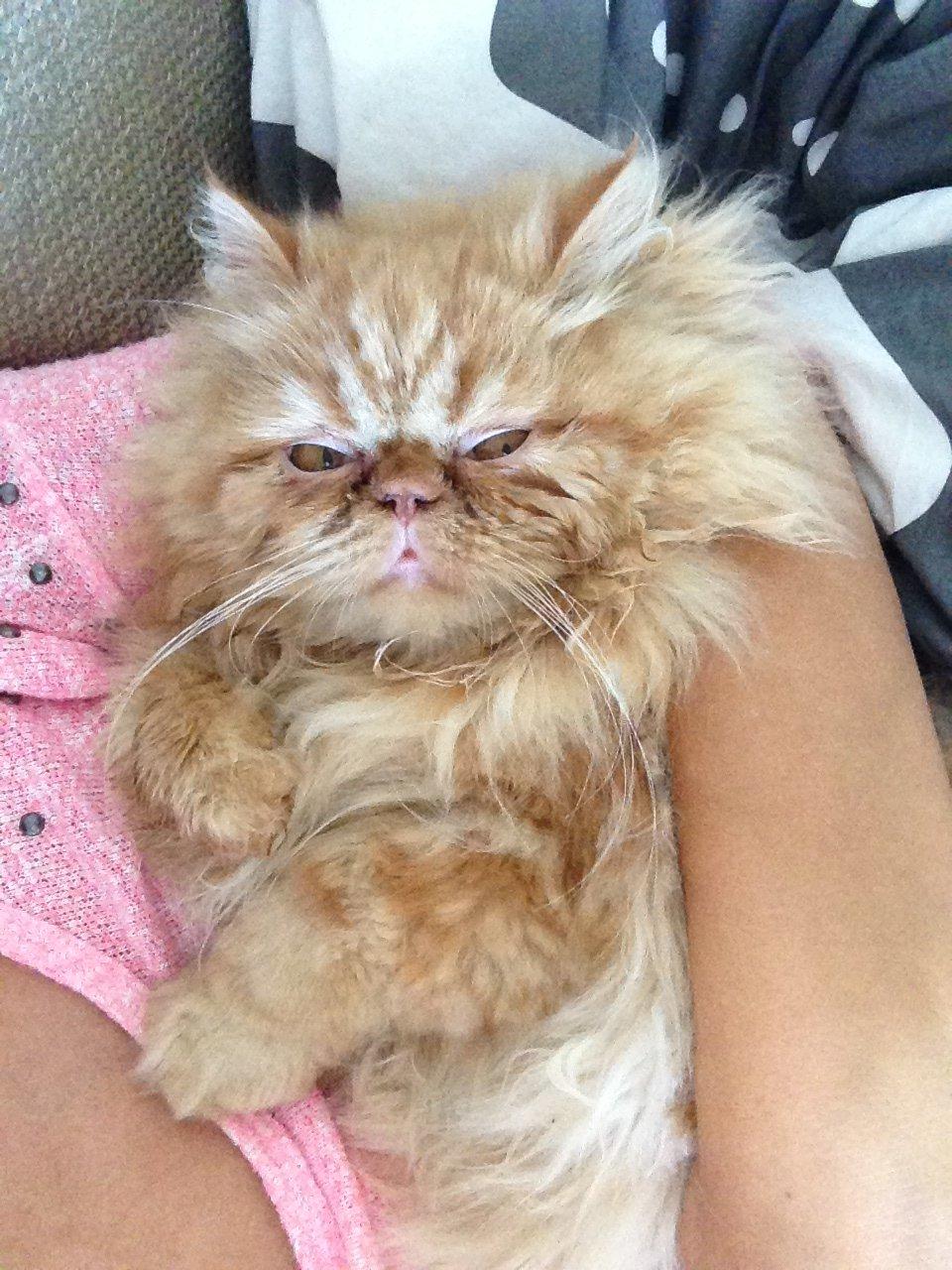 Perser Misty Brown's Lucky Luke aka' Garfield billede 1