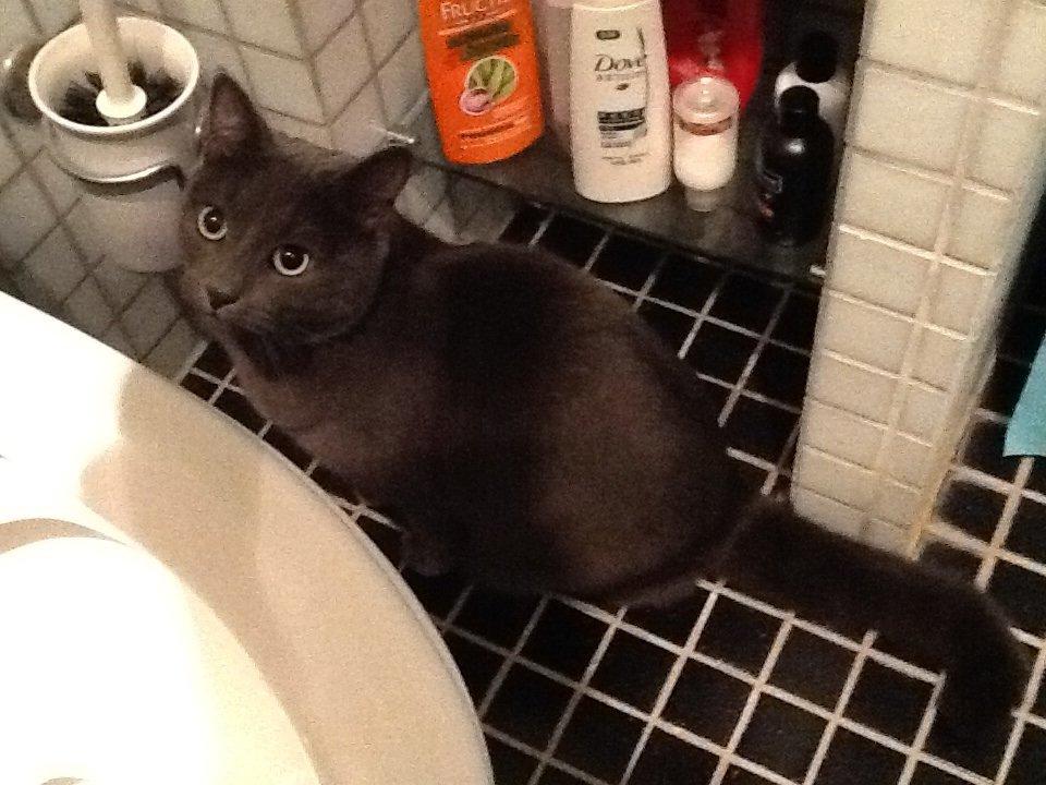 Huskat Bølle billede 2