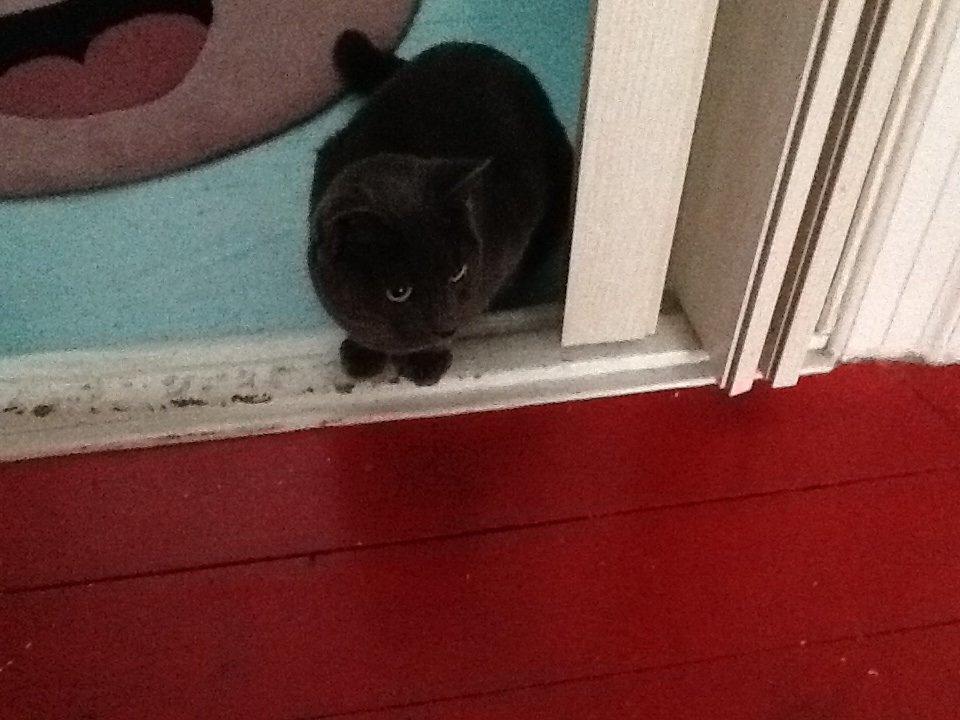 Huskat Bølle billede 3