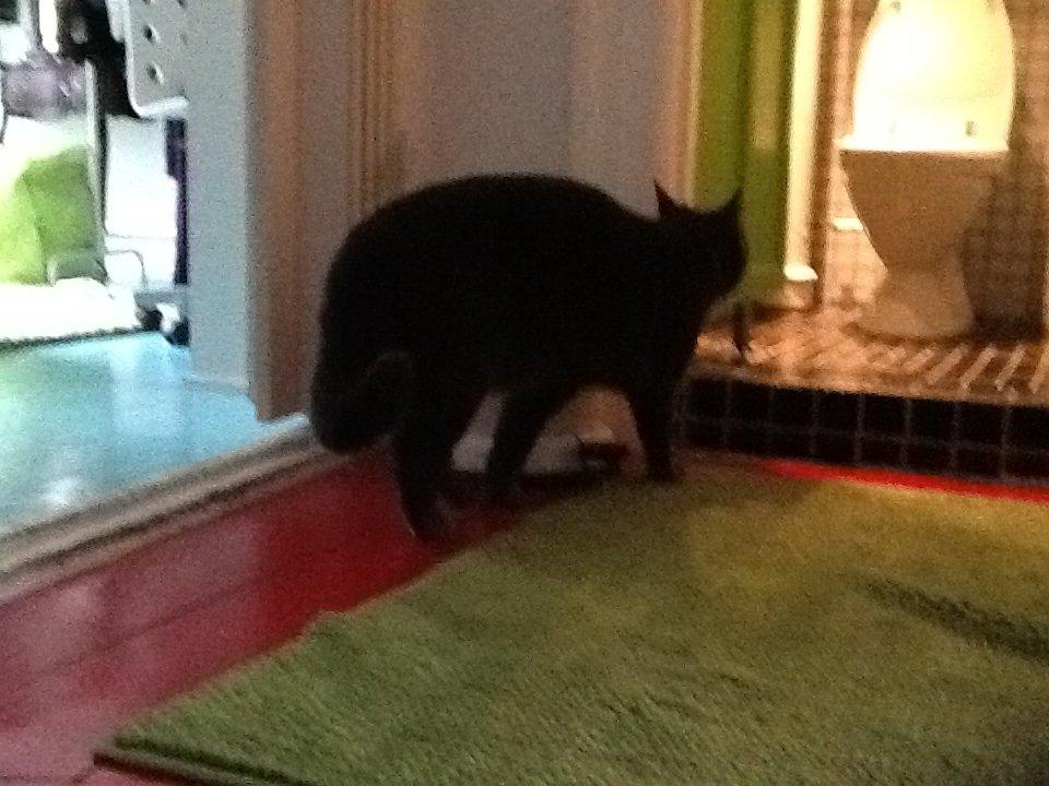 Huskat Bølle billede 4