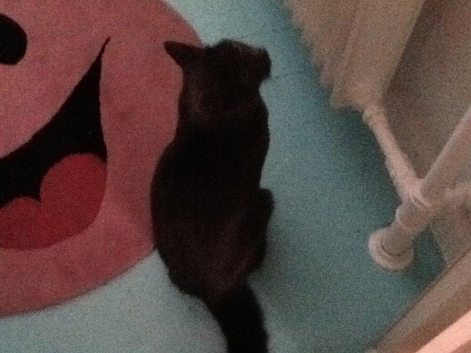 Huskat Bølle billede 5