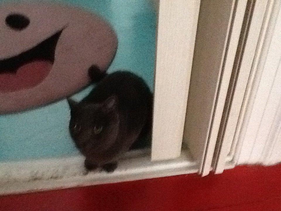 Huskat Bølle billede 6