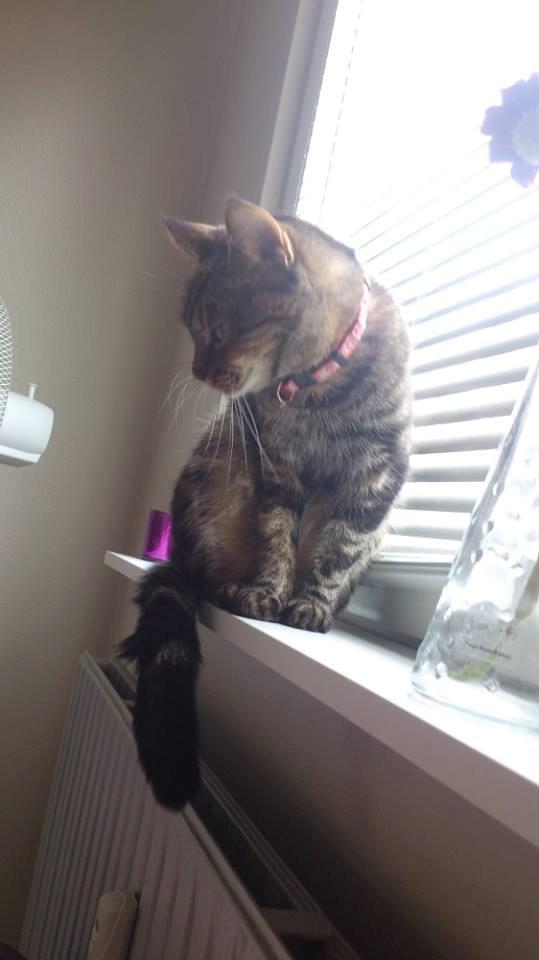 Blanding af racer Tulle billede 28