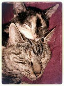 Blanding af racer Tulle billede 29