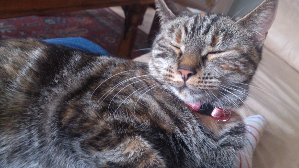 Blanding af racer Tulle billede 30