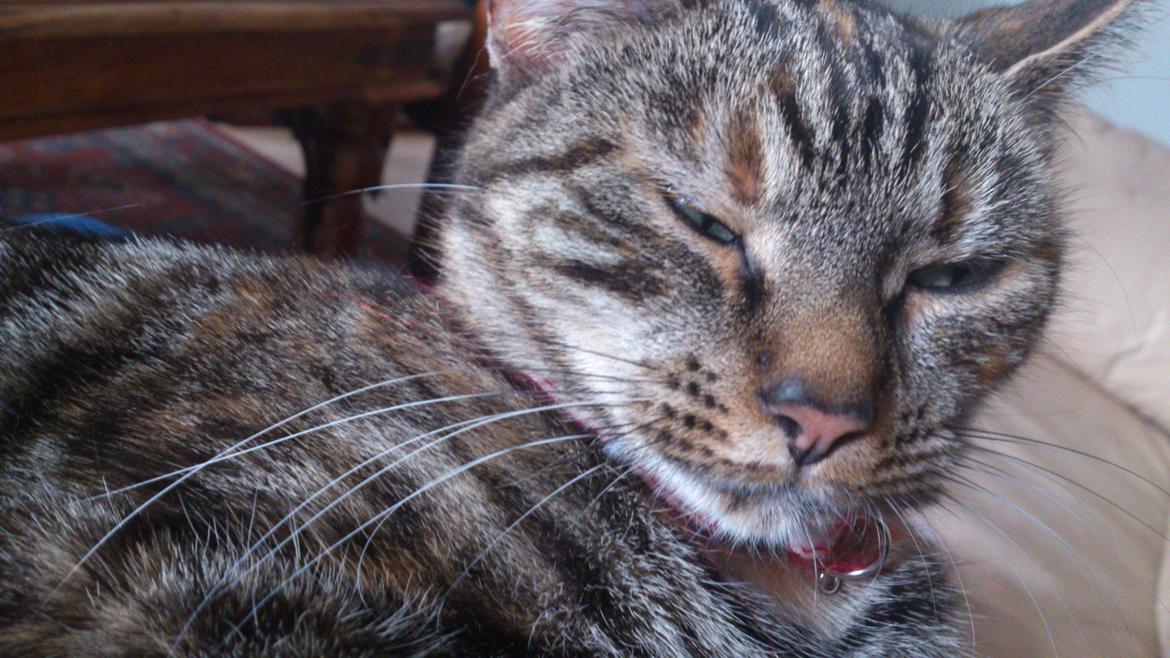 Blanding af racer Tulle billede 31