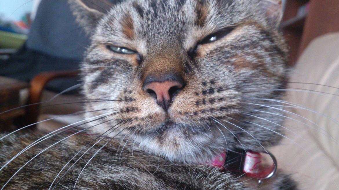 Blanding af racer Tulle billede 32