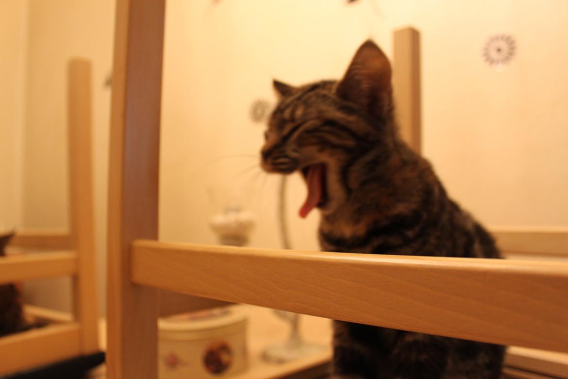 Blanding af racer Tulle billede 20