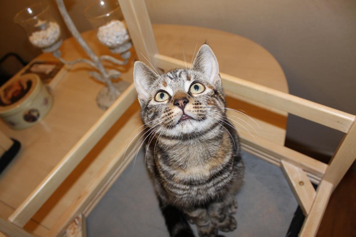 Blanding af racer Tulle billede 19