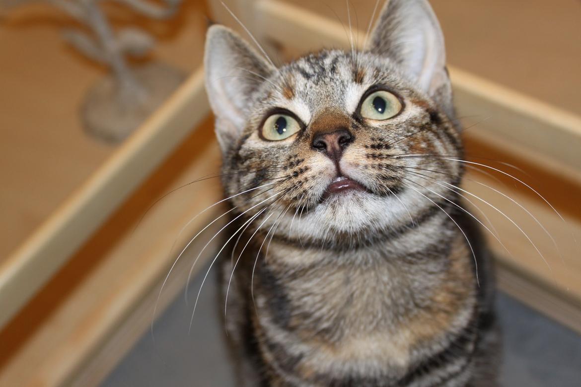 Blanding af racer Tulle - Se hvor fin jeg er :-D Ja en lille diva, der selv godt ved hvor lækker hun er. billede 14