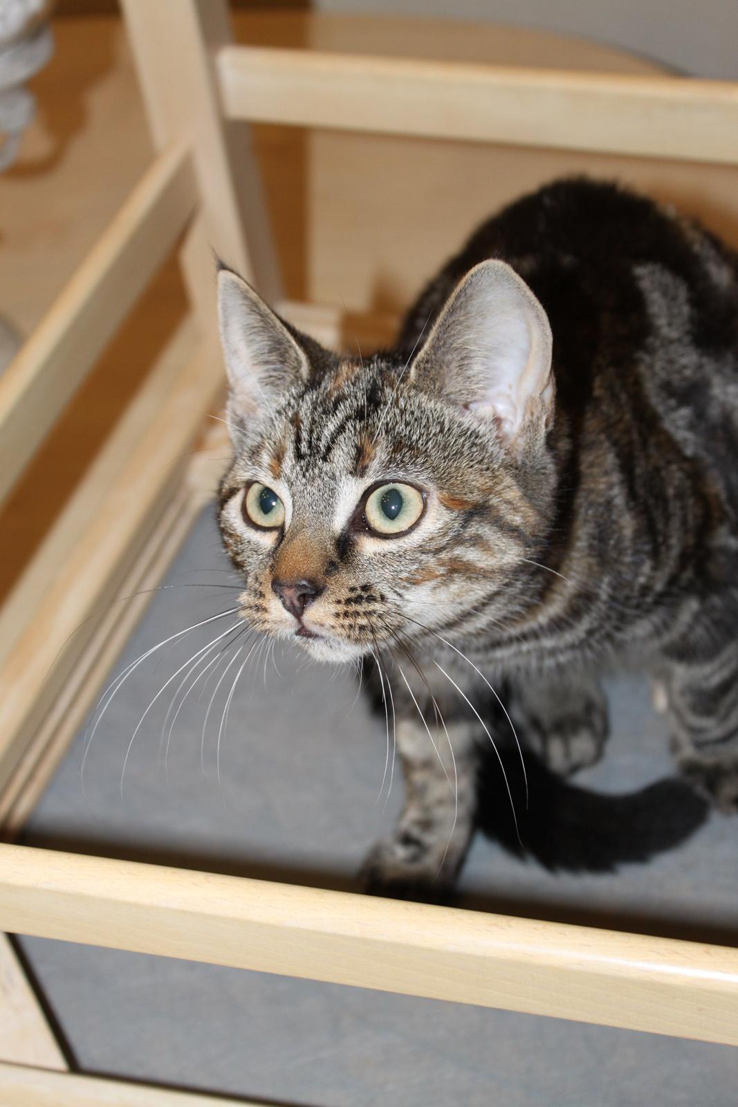 Blanding af racer Tulle - Klar til ballade! billede 15