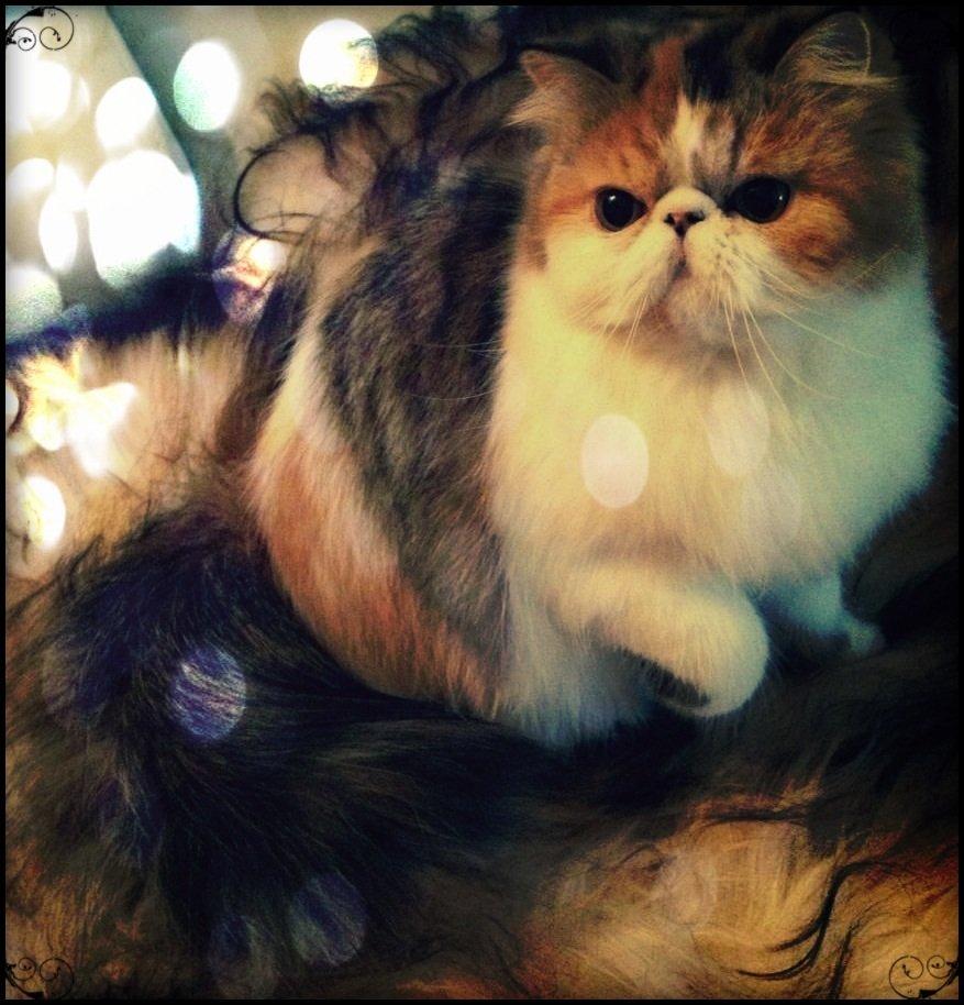 Perser Dark Diamond Lolita billede 8